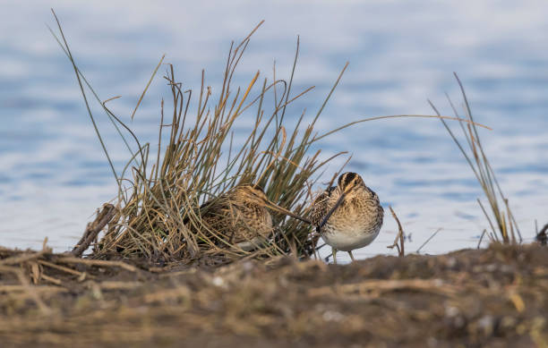 Pair of Snipe Pair of nest snipe on a small island. common snipe stock pictures, royalty-free photos & images