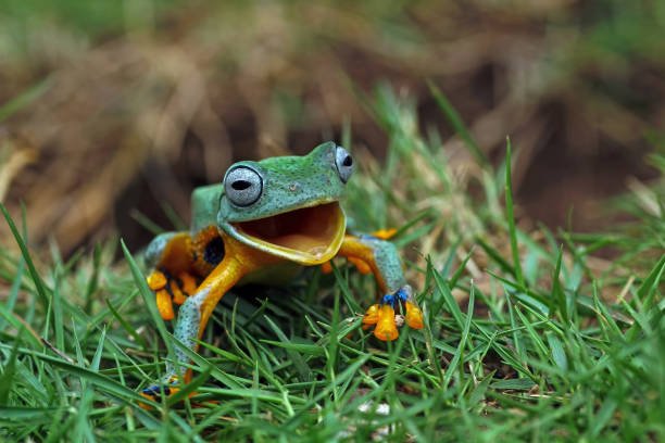 laubfrosch lacht auf dem gras, java-laubfrösche - facial expression isolated lifestyles exoticism stock-fotos und bilder