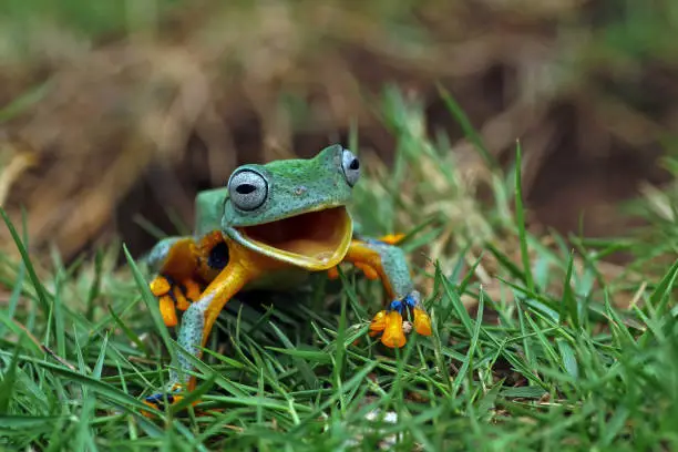 Photo of Tree frog laughing on the grass, Java tree frogs