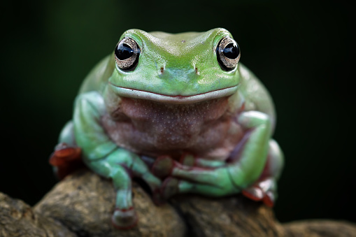A Close-up Focus Stacked Image of a Green Frog Sitting on a Rock Next to a Pond