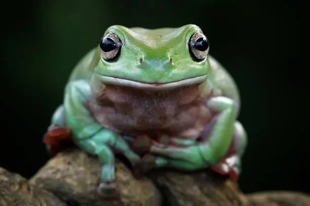 Photo of green tree frog face close-up