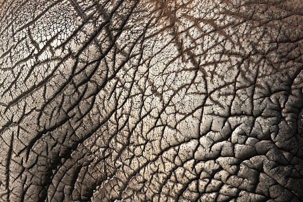 Elephant skin stock photo