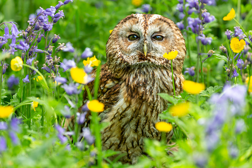 Tawny Owl  facing forward in colourful woodland flowers including bluebells and buttercups.   Close up.  Scientific name: Strix Aluco.  Horizontal. Space for copy
