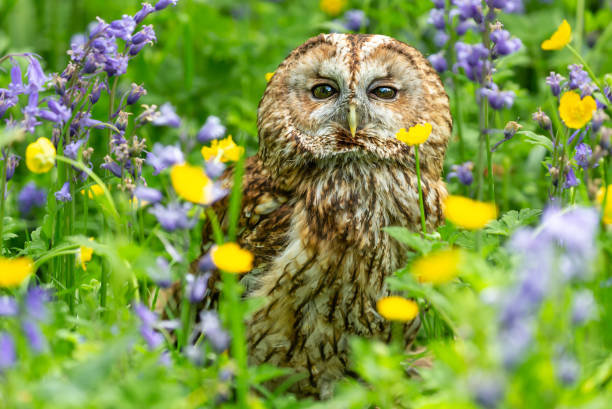 Tawny Owl  facing forward in colourful woodland flowers including bluebells and buttercups.   Close up. stock photo