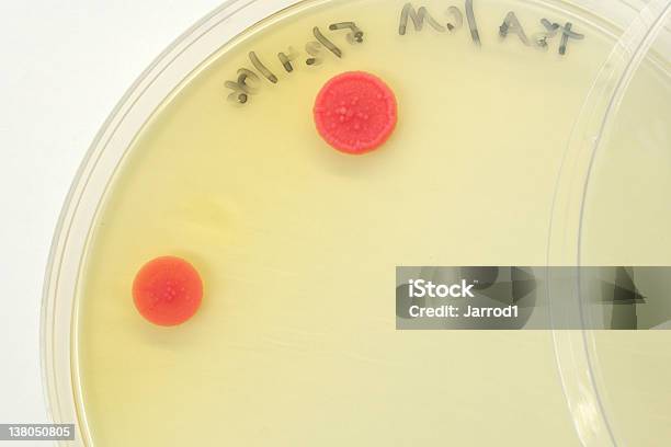 Microbes On Petri Plate Stock Photo - Download Image Now - Bacterium, Biology, Circle