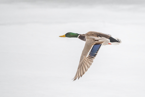 Mallard drake duck flying over ice in late winter in Lamar River, in Lamar Valley in Yellowstone National Park in Wyoming and Montana in the United States of America (USA). Nearby towns are Mammoth, Gardiner and Cooke City, Montana. Larger cities close by are Bozeman and Billings, Montana. John Morrison Photographer