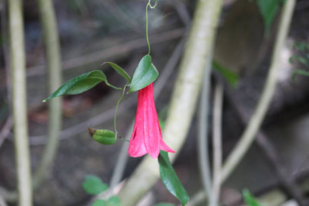 flor chilena nacional de copihue - copihue fotografías e imágenes de stock