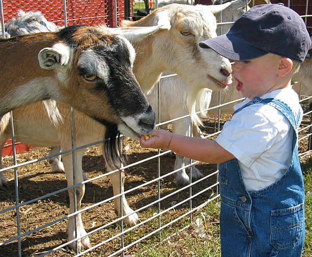 Young farmer feeding the goats Young boy feeding goats at a petting zoo petting zoo stock pictures, royalty-free photos & images