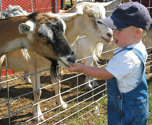 Young farmer feeding the goats stock photo