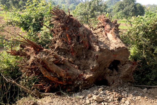 istock Old tree has cut and destroy from root base with background of trees in farm 1380520537
