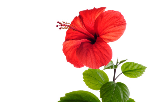 Beautiful fresh red Hibiscus with green leafs isolated by the white background.