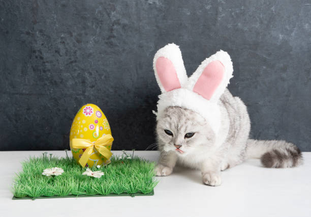 istock cat with rabbit ears, easter bunny and yellow egg on green grass. 1380524453