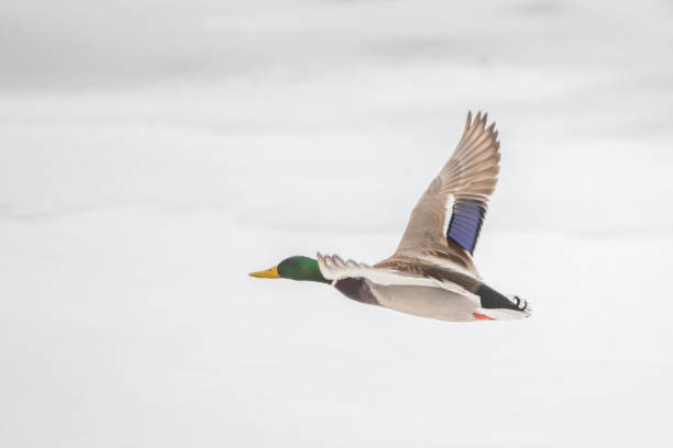 A Mallard Duck flying and just about to land on a lake