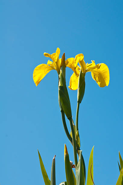 Plant, Wild flower, Yellow Flag , Iris pseudacorus stock photo