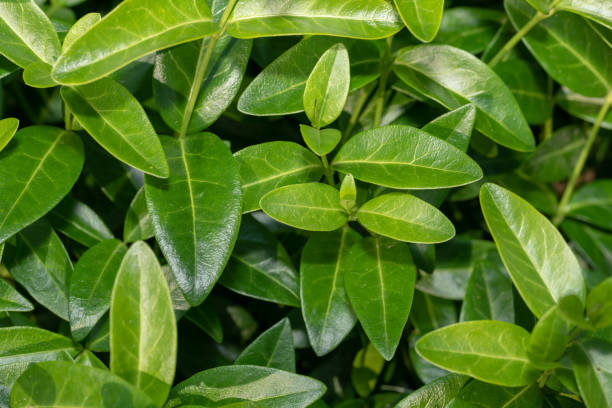 istock Green leaves as wallpaper or background 1380534596