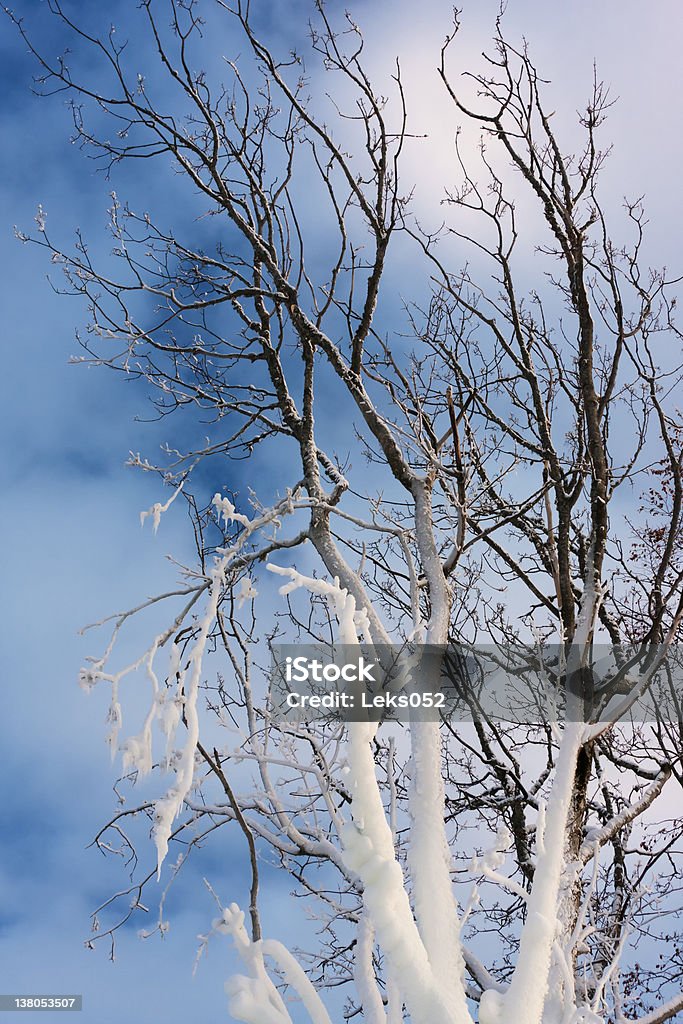 Hielo en el árbol - Foto de stock de Aire libre libre de derechos
