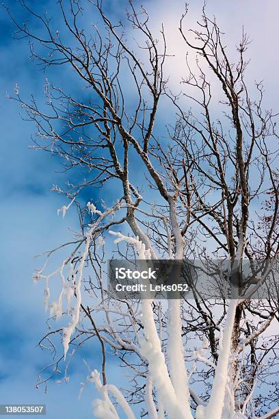 Ice Da Árvore - Fotografias de stock e mais imagens de Ao Ar Livre - Ao Ar Livre, Azul, Beleza natural