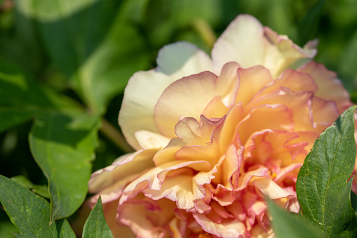 Fresh peach color flower growing in the garden at the park