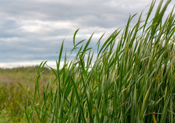 Tall grass in the fields with cloudy skies