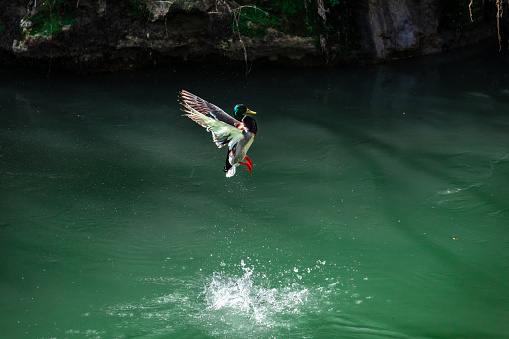 One white goose swimming in clear shallow water in the river. Green underwater background.