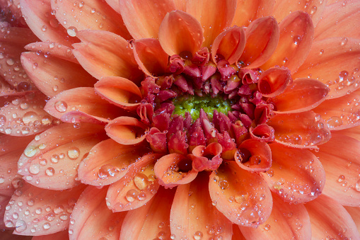 Closeup of vibrant, orange dahlia blossom with water droplets
