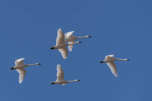 istock Tundra Swans Fly in Formation 1380540662