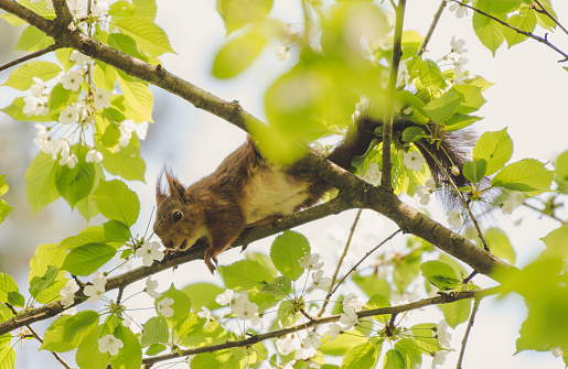 Squirrel (Sciurus) in tree reaching for cherry flower.