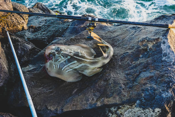 istock A fish caught while fishing in Australia. 1380542761