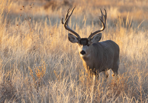 istock Buck Mule Deer During the Fall Rut in Colorado 1380542934