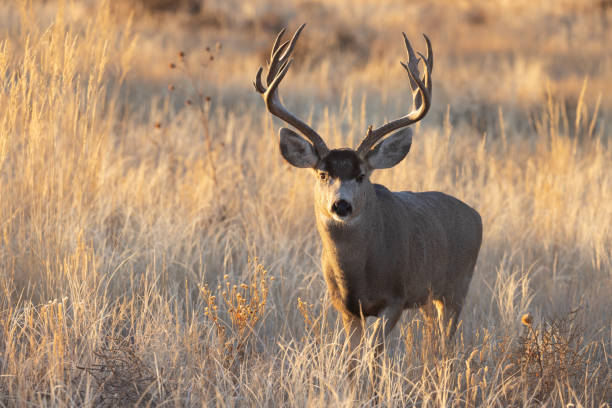 istock Buck Mule Deer During the Fall Rut in Colorado 1380545334