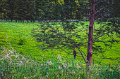 ein-papagei-im-baum-neben-einem-feld.jpg?b=1&s=170x170&k=20&c=w5tfRZqRYPGD_YqiQyun-w-LWfqYkFmjGIeY1DmHXmw=