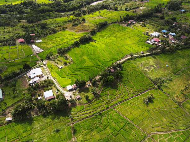 istock Paddy field at rural village in Ranau 1380545700