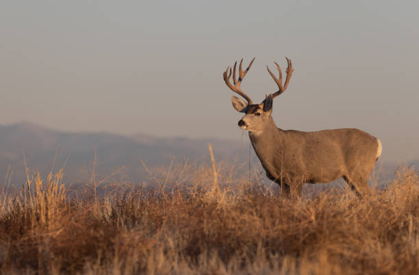 istock Buck Mule Deer During the Fall Rut in Colorado 1380545833