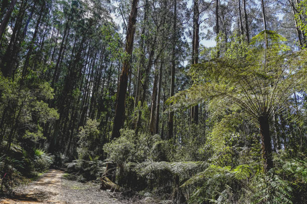 istock View into the rainforest of Australia. 1380561962