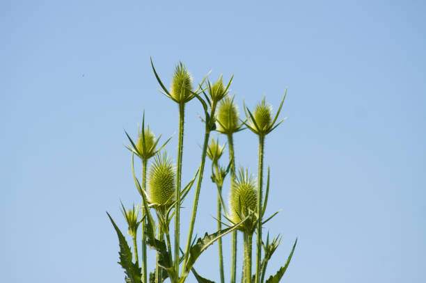 istock Green cutleaf teasel seeds closeup view with blue sky on background 1380567315