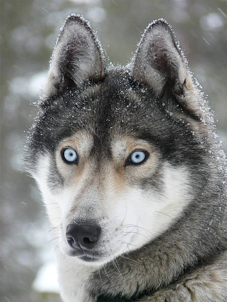 istock Blue eyes husky dog close-up 138057051