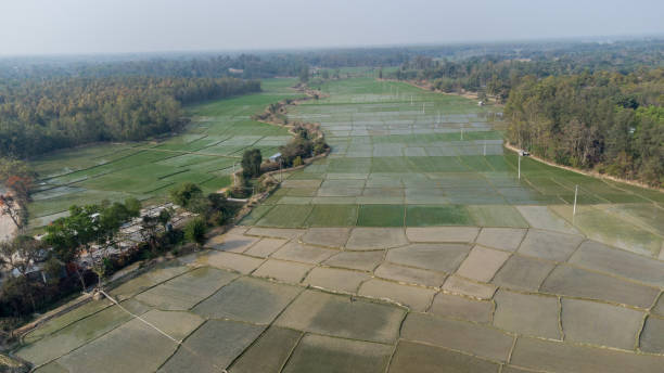 istock Low lying area (Baid) land cultivated rice plant at Madhupur. 1380572202