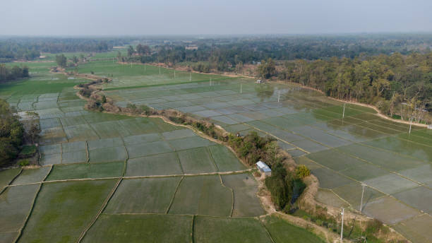 istock Paddy cultivation in Baid Land 1380572716