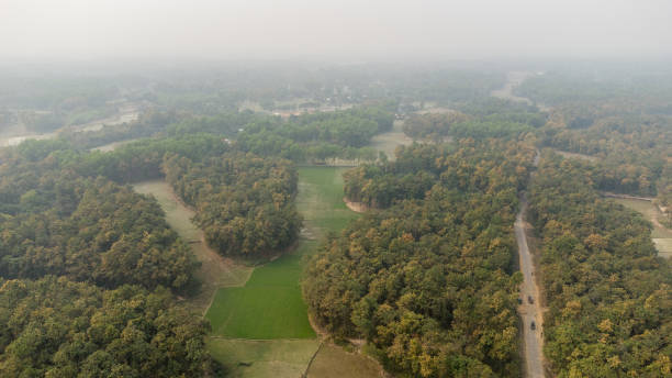 istock A complex type of forest landscape in Bangladesh. 1380572767