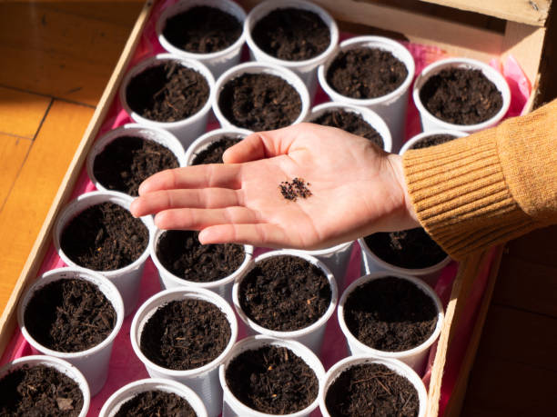 Planting basil seeds. Sow seeds in the pots. Hand holds some seeds, concept of home gardening reuse plastic glasses. stock photo