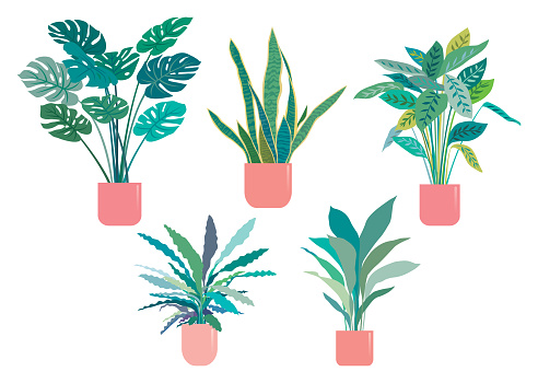 vector, illustration, potted plant, plant