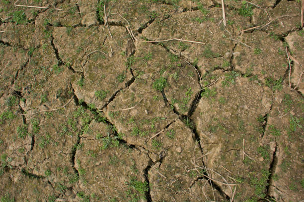istock Scene near cracked dirt dry soil and scattered grass. 1380576023