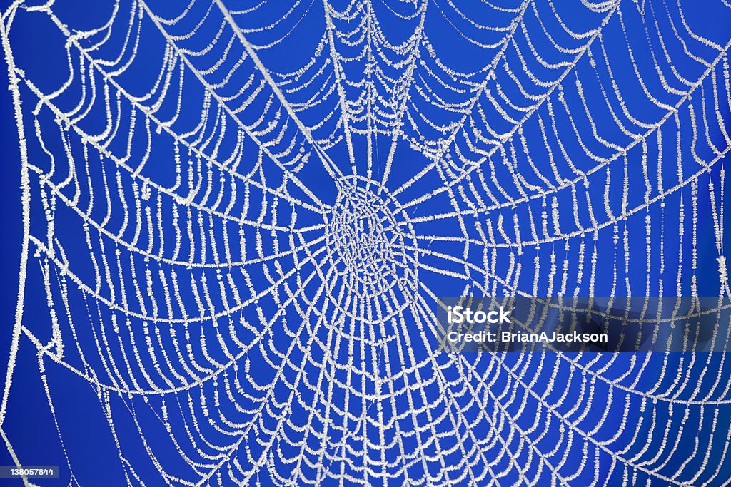 Frozen teia de aranha - Foto de stock de Abstrato royalty-free