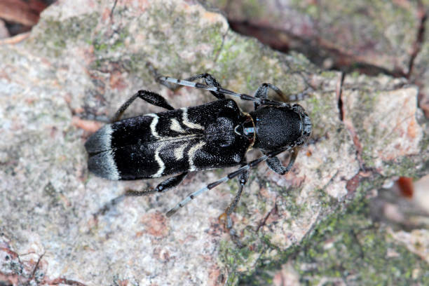 istock Rufous-shouldered longhorn beetle (dark form) - Anaglyptus mysticus on wood. 1380581907