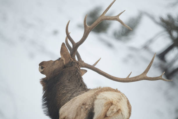 istock Bull Elk antlers from unusual angle 1380584093