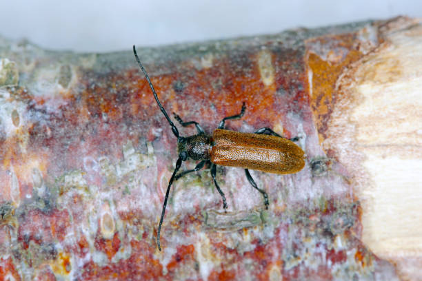 istock Beetle Anisarthron barbipes (Cerambycidae - Longhorn beetle) on the branch. 1380585638