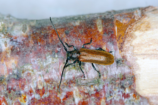 Beetle Anisarthron barbipes (Cerambycidae - Longhorn beetle) on the branch.