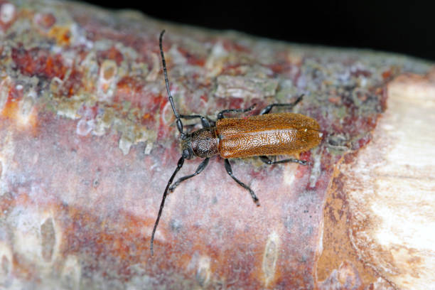 istock Beetle Anisarthron barbipes (Cerambycidae - Longhorn beetle) on the branch. 1380585640