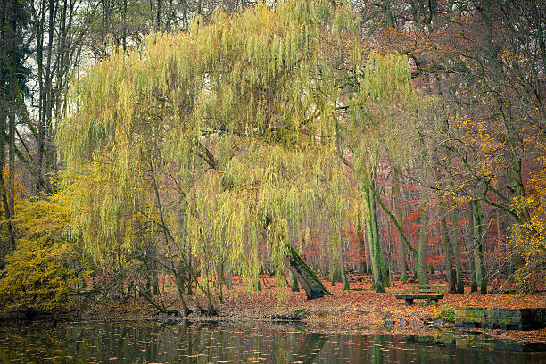 bassin dans le parc de l'automne - bench forest pond autumn photos et images de collection