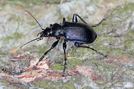 Beetle Calosoma inquisitor on the bark of a tree. It is a predatory beetle that eats pests in forests and parks.